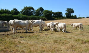 Troupeau de vaches dans un champs d'herbe jaunie