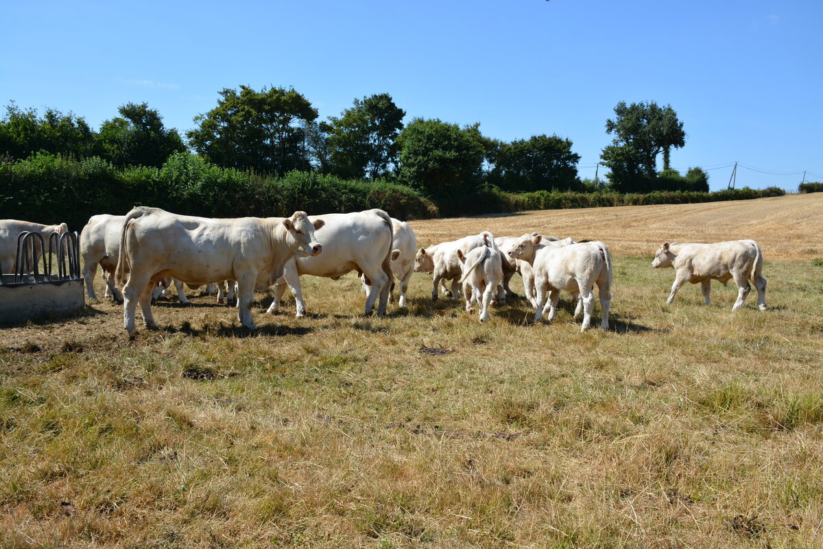 Troupeau de vaches dans un champs d'herbe jaunie - Illustration Les cultures sous pression