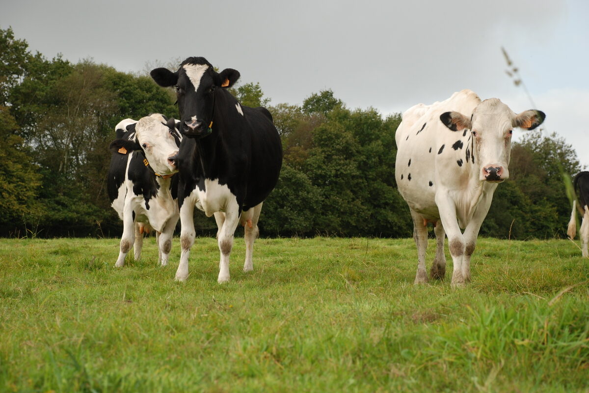 vaches laitières à l'herbe à la fin de l'été - Illustration Point sur la DNC : Le Bretagne est en veille