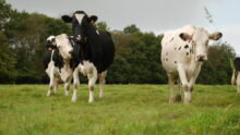 vaches laitières à l'herbe à la fin de l'été