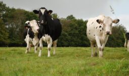 vaches laitières à l'herbe à la fin de l'été
