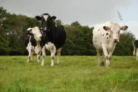 vaches laitières à l'herbe à la fin de l'été