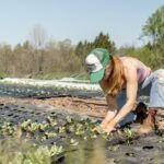 Un femme accroupie en train de planter dans un champ