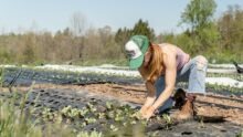 Un femme accroupie en train de planter dans un champ