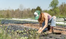 Un femme accroupie en train de planter dans un champ