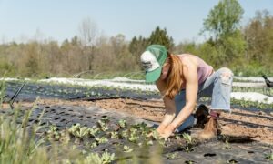 Un femme accroupie en train de planter dans un champ