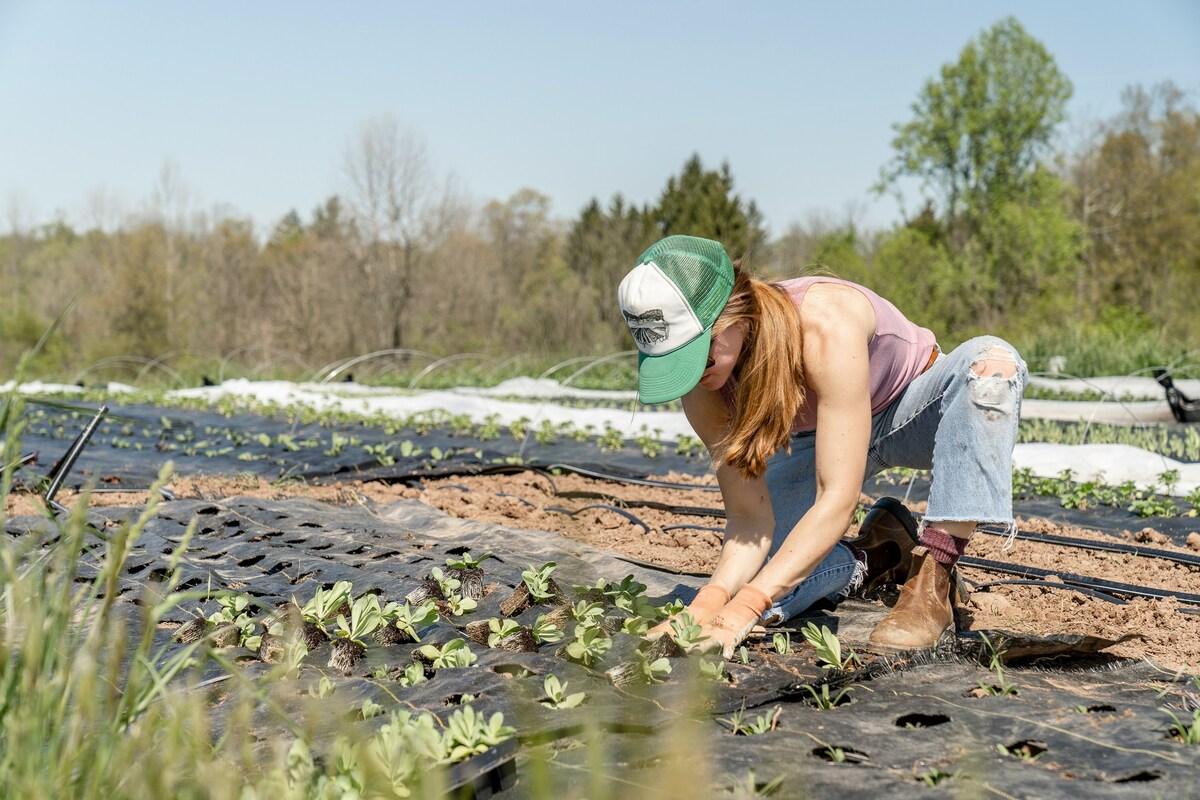 Un femme accroupie en train de planter dans un champ - Illustration Choisir son statut agricole : entreprise individuelle ou société ?