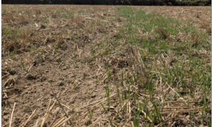 Des racines de repousse de céréales dans un champ