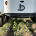 Un robot de désherbage dans un champ de carottes