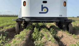 Un robot de désherbage dans un champ de carottes