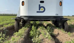 Un robot de désherbage dans un champ de carottes