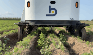 Un robot de désherbage dans un champ de carottes