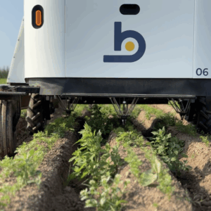 Un robot de désherbage dans un champ de carottes