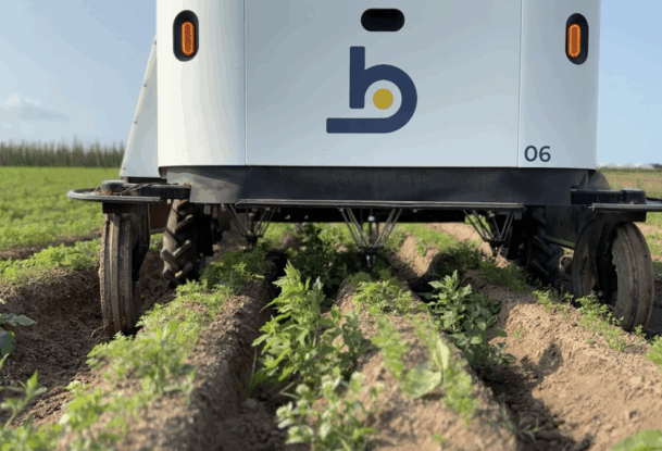 Un robot de désherbage dans un champ de carottes