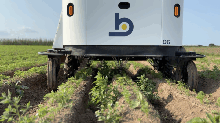 Un robot de désherbage dans un champ de carottes
