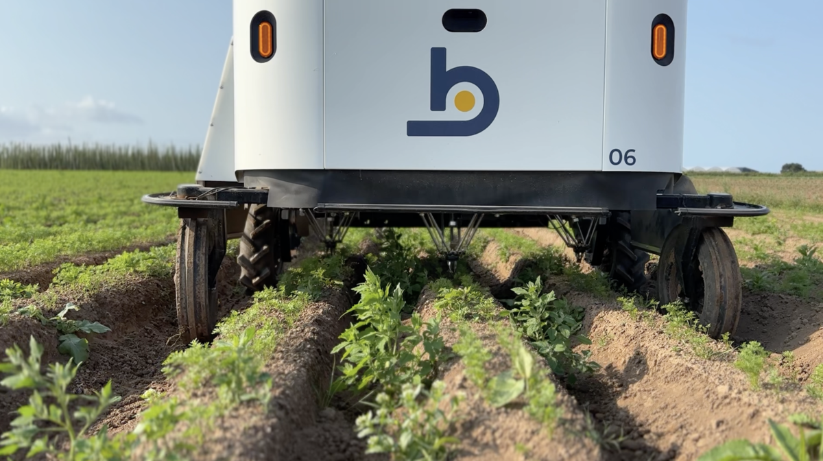 Un robot de désherbage dans un champ de carottes - Illustration Il repère, cible et retire les adventices