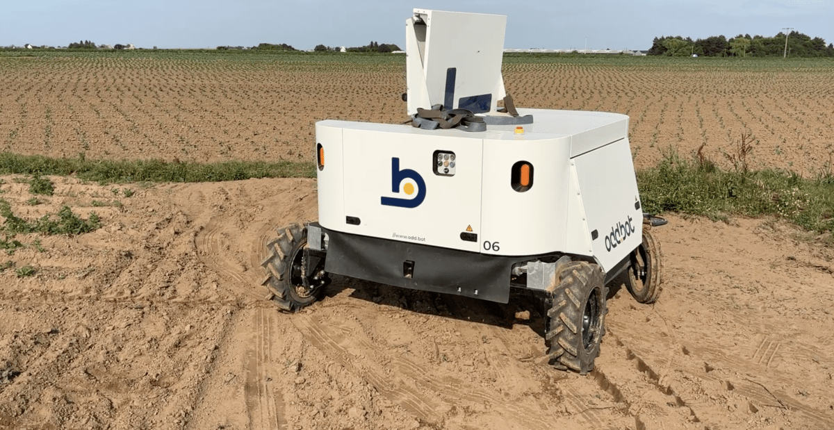 Un robot de désherbage dans un champ de carottes