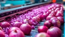 Une chaine de production industrielle d'oignon rouge