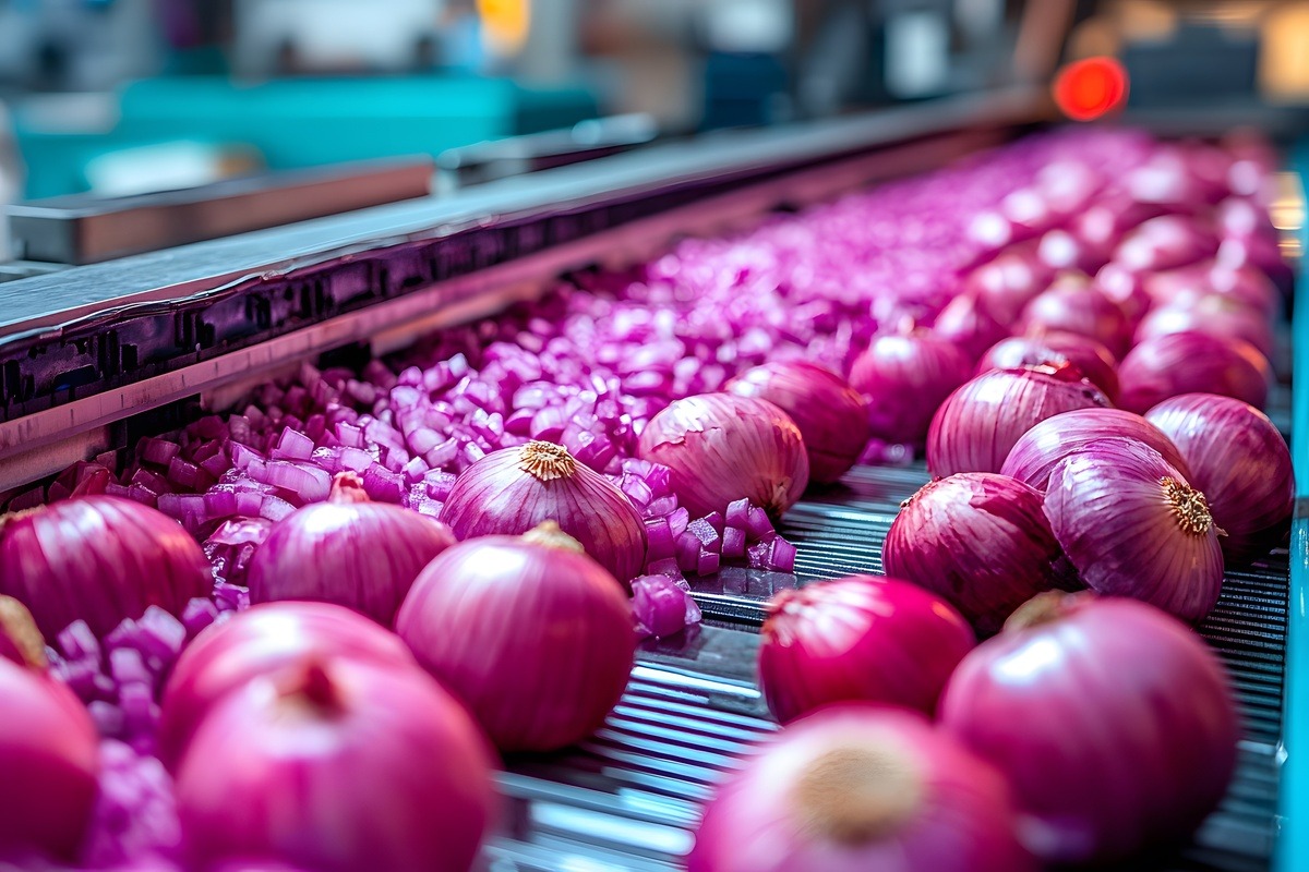 Une chaine de production industrielle d'oignon rouge - Illustration Plus de légumes