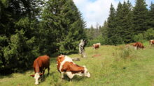 Vaches au pâturage en estive