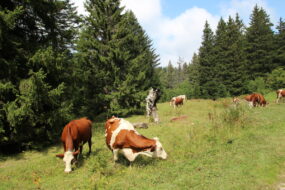 Vaches au pâturage en estive