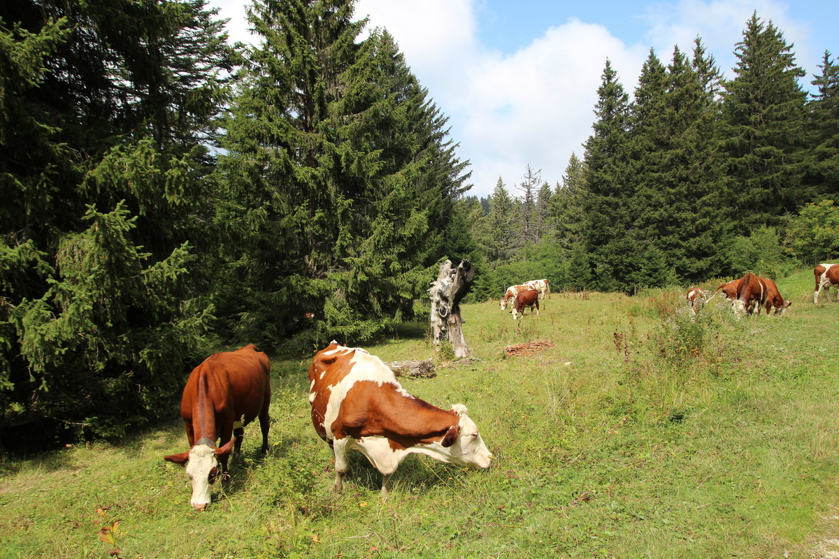 Vaches au pâturage en estive - Illustration Dermatose nodulaire contagieuse : 76 foyers recensés