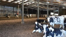 Vaches sur litière bois