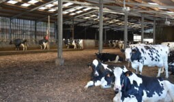Vaches sur litière bois