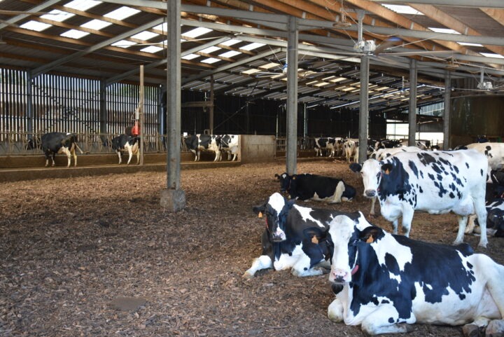 Vaches sur litière bois