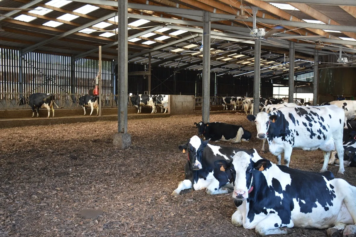 Vaches sur litière bois - Illustration À l’aise sur les plaquettes de bois