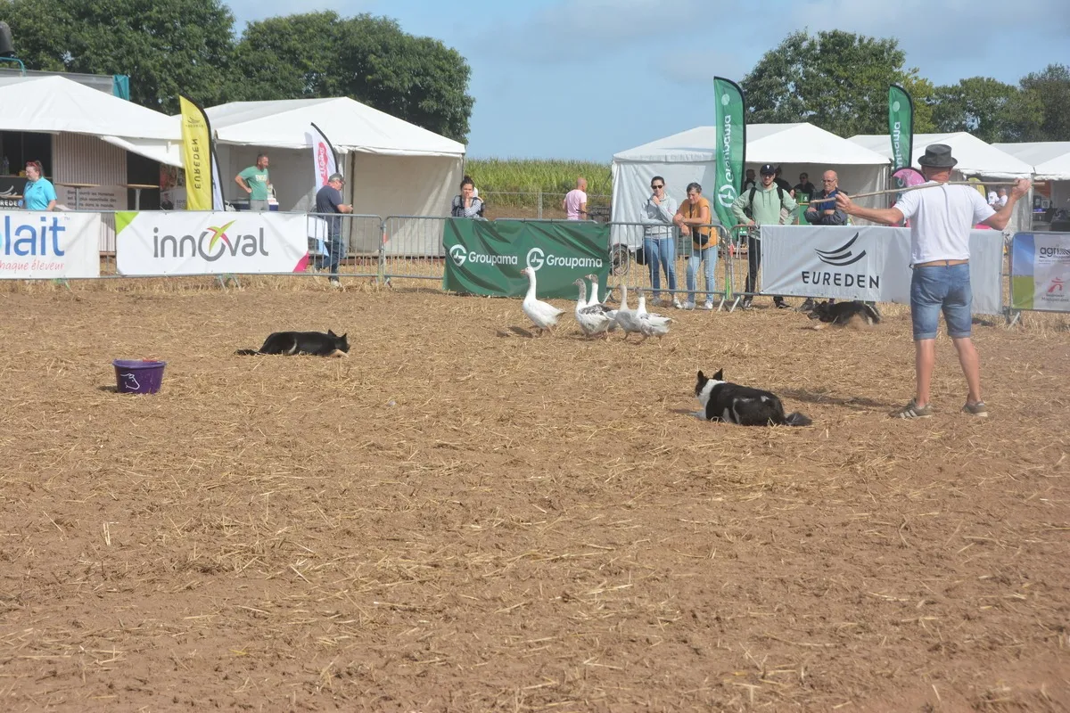 Démonstration de chiens de troupeau.