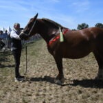 cheval breton avec une personne