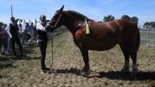 cheval breton avec une personne