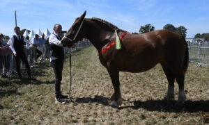 cheval breton avec une personne