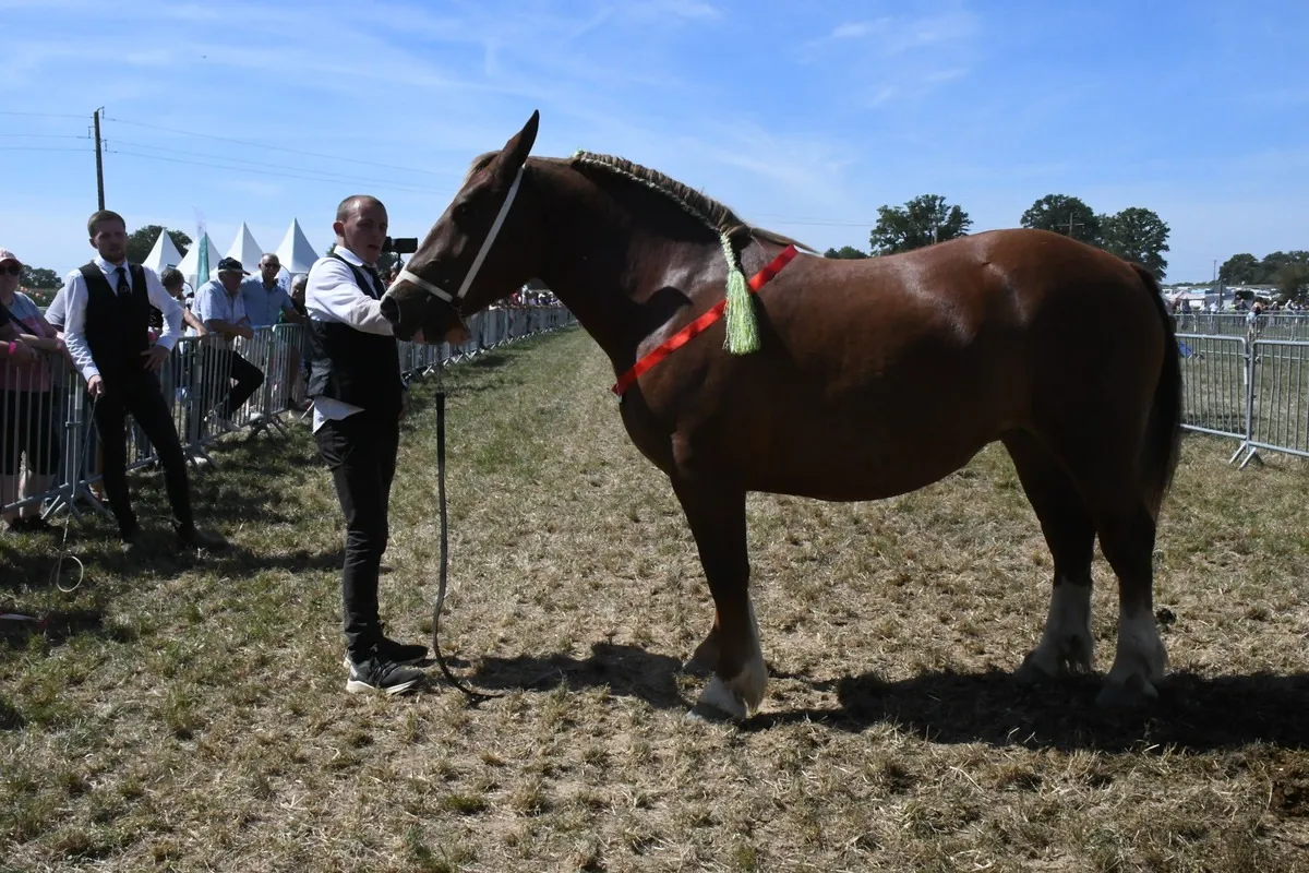 cheval breton avec une personne - Illustration 150 chevaux Bretons au Départemental