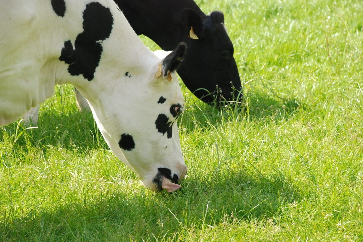 Deux vaches en train de manger de l'herbe - Illustration Productivité des prairies et azote