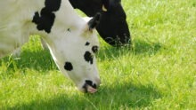 Deux vaches en train de manger de l'herbe