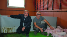 Éric Rochefort et Marcel Denis avec des porcelets