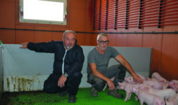 Éric Rochefort et Marcel Denis avec des porcelets