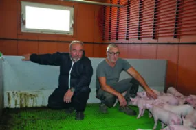 Éric Rochefort et Marcel Denis avec des porcelets
