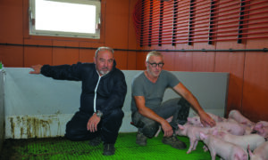 Éric Rochefort et Marcel Denis avec des porcelets