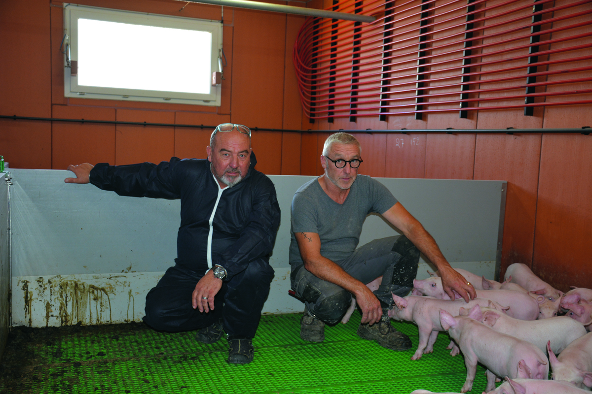 Éric Rochefort et Marcel Denis avec des porcelets - Illustration Des murs chauffants en post-sevrage