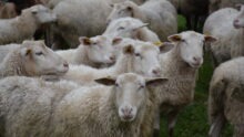 Un troupeau de mouton