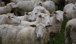 Un troupeau de mouton