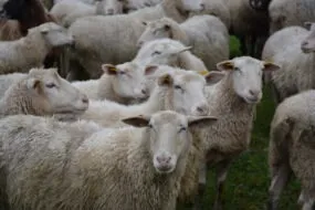 Un troupeau de mouton