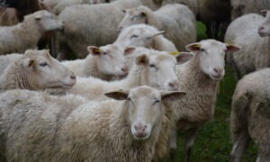 Un troupeau de mouton