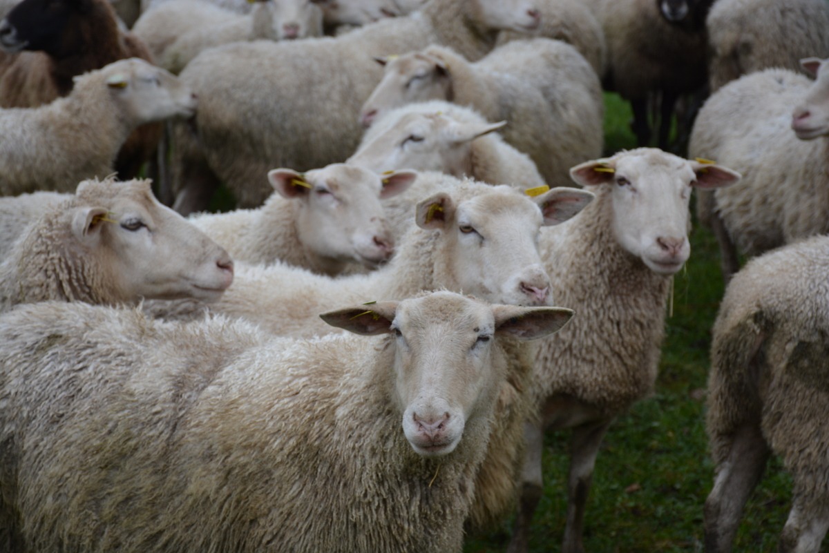 Un troupeau de mouton - Illustration Comment limiter  les stress ?