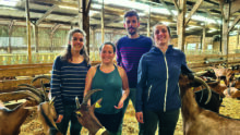 éleveuses et éleveurs de chèvres laitières dans un bâtiment