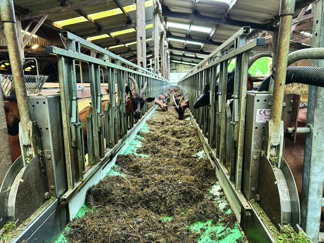 Les tapis d’affouragement diminuent les besoins en mécanisation.