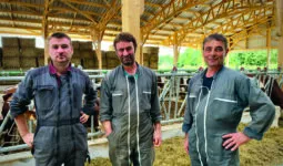 Trois homme ans un bâtiment d'élevage bovin